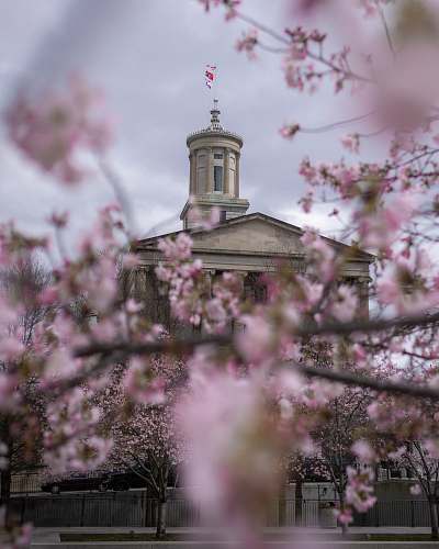 cherry blossom brown concrete building blossom
